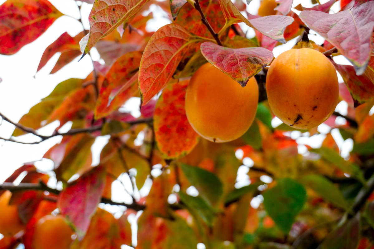 persimmons on trees
