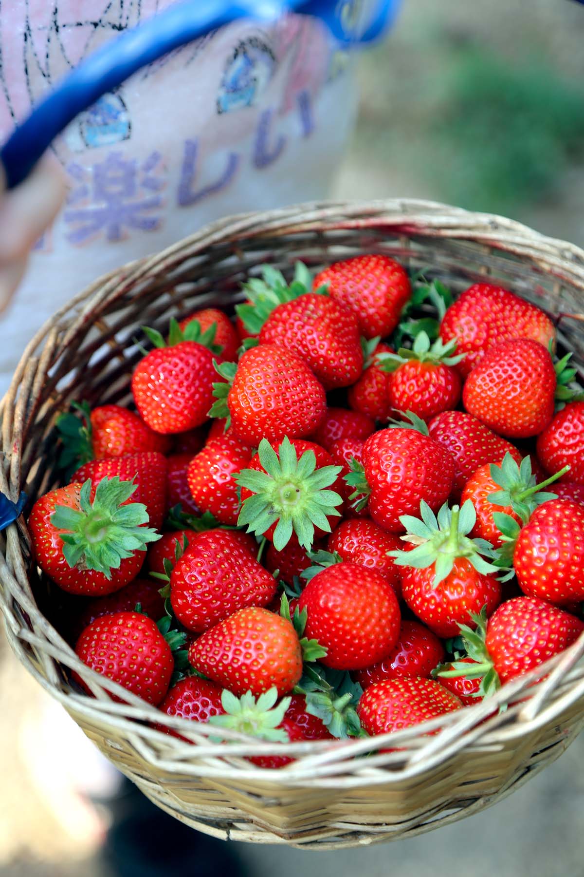 Basket of Strawberries