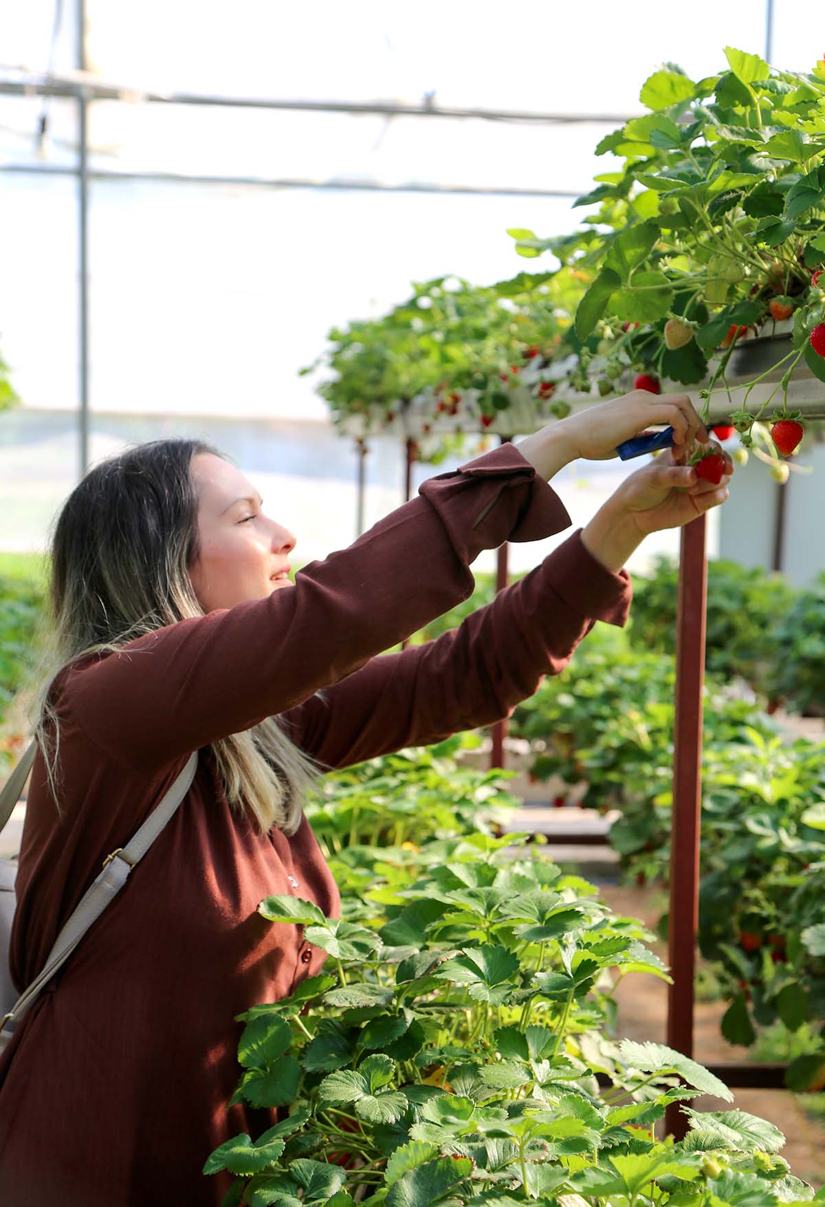 picking strawberries