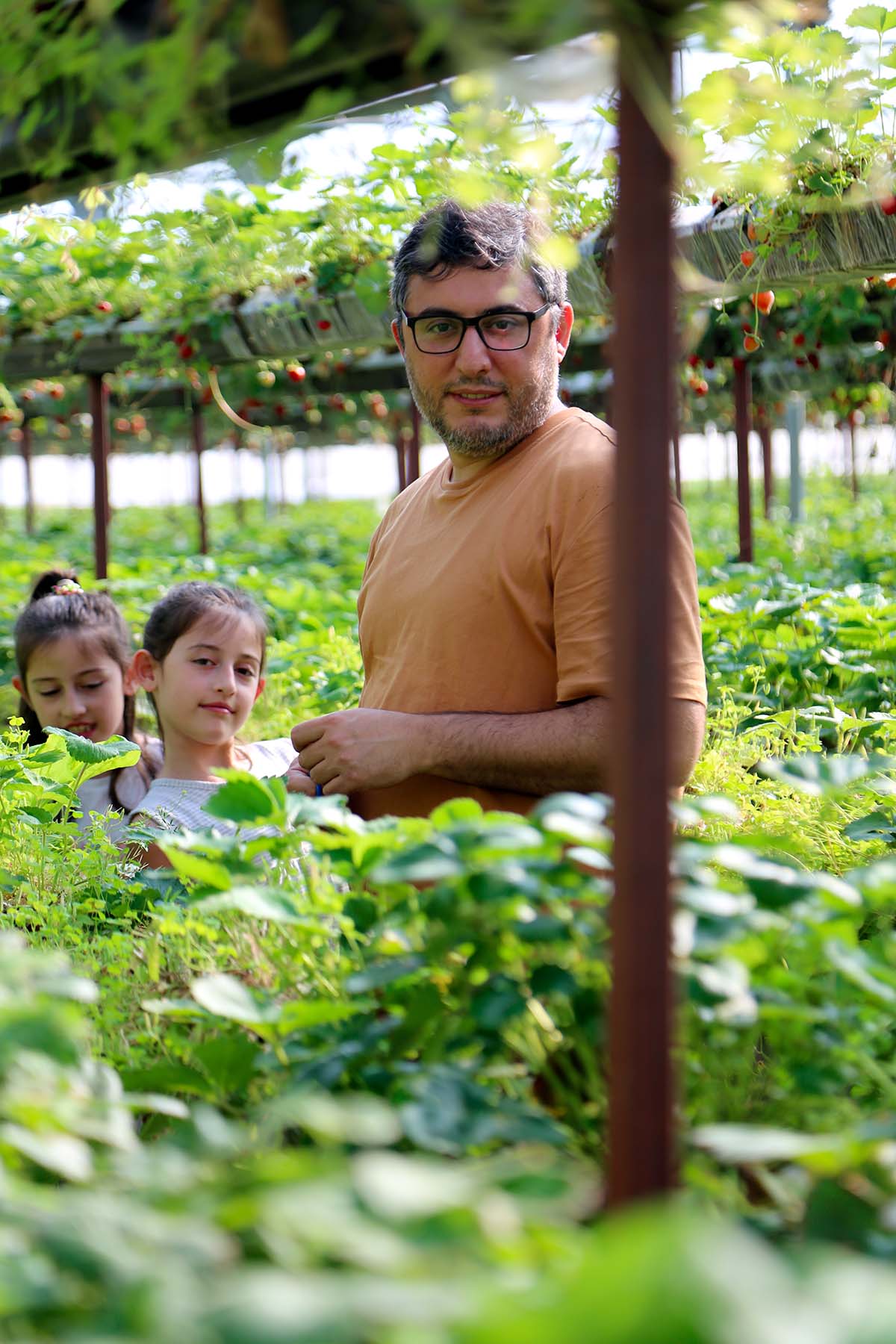 strawberry-picking