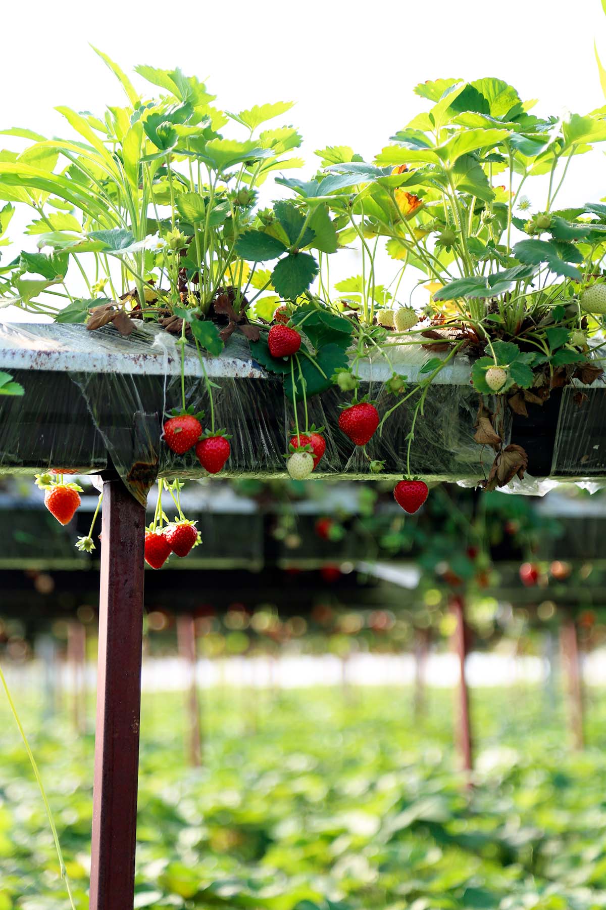 risen bed of strawberry