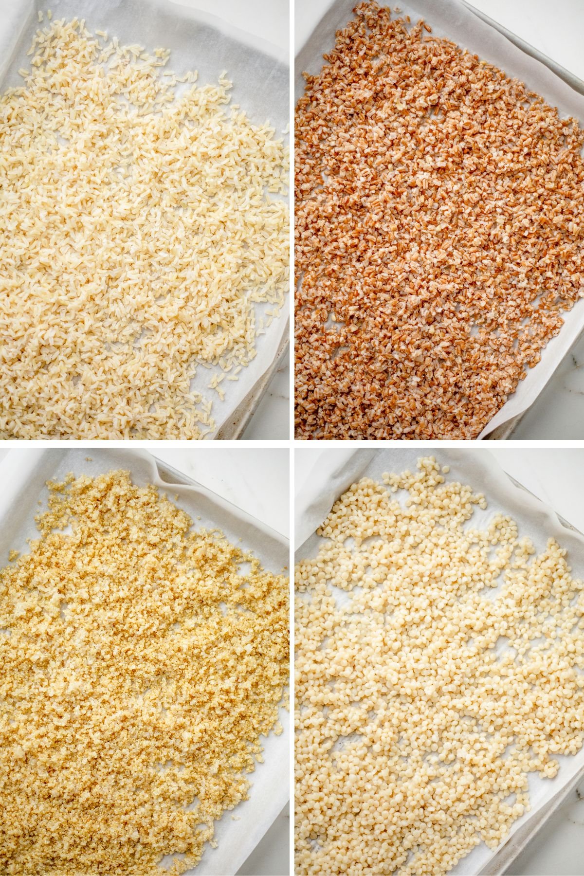 Brown rice, farro, quinoa, and couscous cooling on individual sheet pans